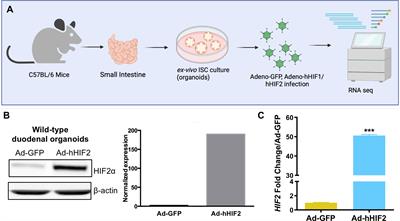 HIF2 Regulates Intestinal Wnt5a Expression